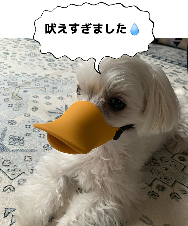 アヒル化した蘭丸さん。