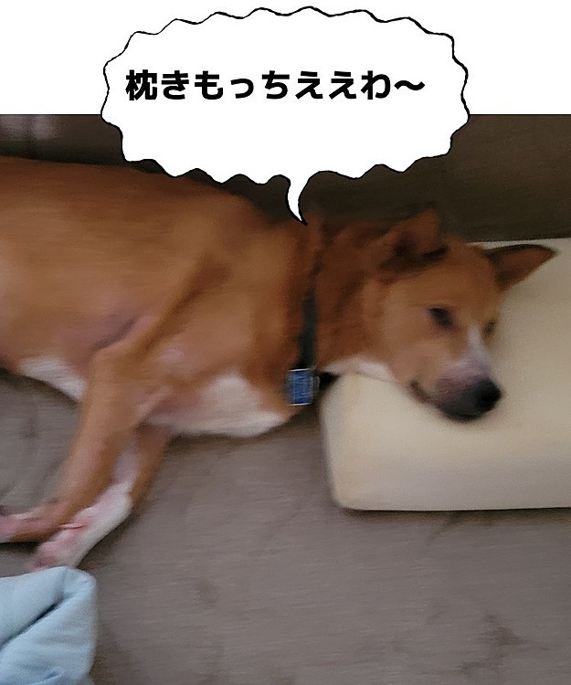 RK🐾໊わんにゃーらんどの投稿