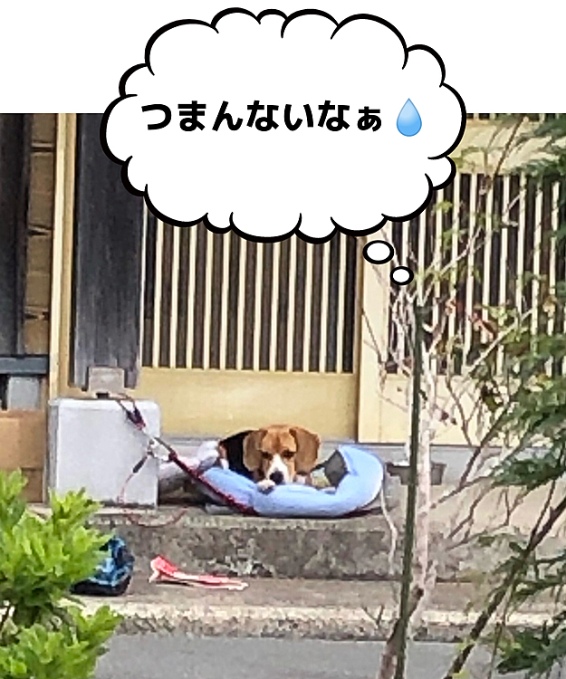 2021.6.19(土)
昨日畑から見たら…こんな表情😅
1人でウロウロしてた🐶🧢🐾🐾