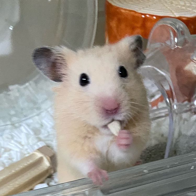 ひまわりのたね🌻片手で食べてる！！！