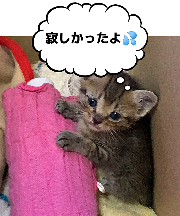 暗い公園でひとりぼっちで鳴いていました。
