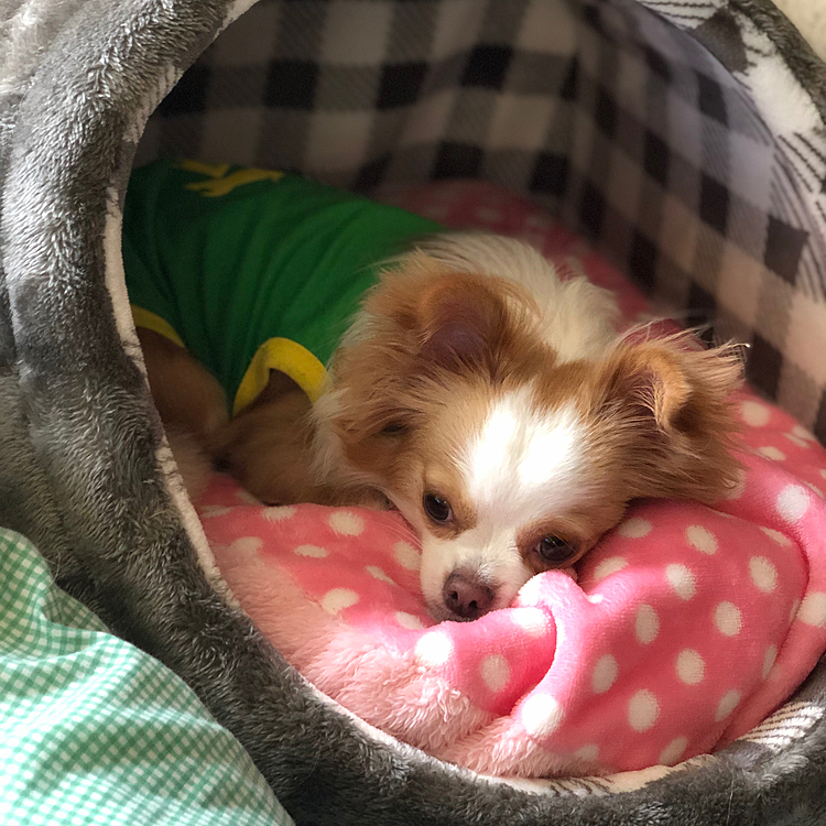 小春は朝からワチャワチャ遊んで
ご飯しっかり食べたね🎵🐶
ちょっと眠くなってきたかな❓😊