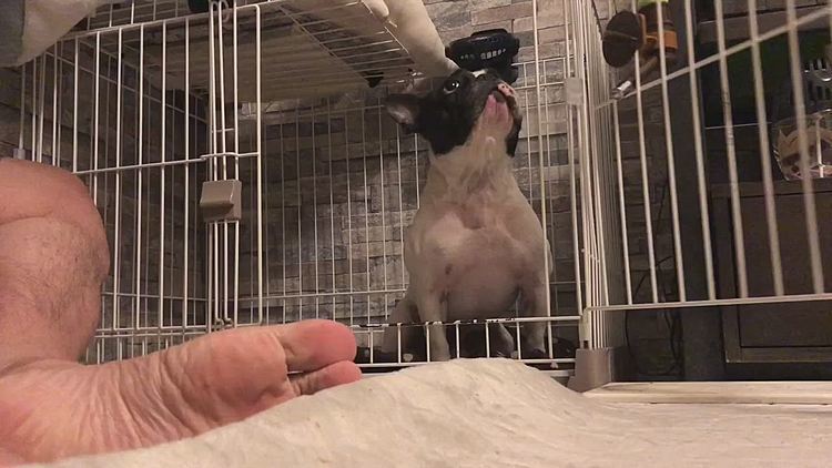 扉を閉めようとするともの凄い剣幕で起こります🤣
でも、開けっ放しだと上手くモフモフの中に入れないみたいなので最終的には閉めます😆