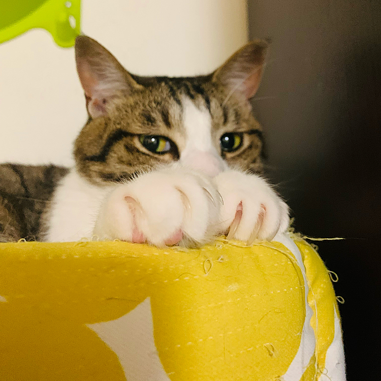 お久しぶりです♪(=^x^=)