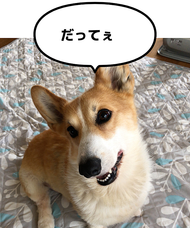まある地方も、昨日梅雨入りしたみたいです😃昨日も今日もハッキリしないお天気でした。お散歩には行ったけどね😃
まあるの写真は、怒られた後の顔ですが💦
悪い顔してて反省ゼロ😱
