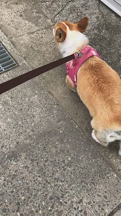 ２回目の荒ぶり🌀
折角直ってた。。車への吠え💦
まーた吠えてる💦
そんなに荒ぶってもいい事ないよ？💦
荒ぶる理由は、わかってるんです🌀
時間がなくて朝の散歩。。３日間サボりましたから🌀