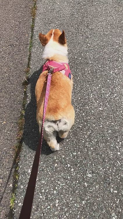 今朝はいつもどーり。。お利口さんに歩きましたよ😃
サボった攻撃されないようにしないとなぁ🤣
まあるさん、攻撃荒めだからなぁ🌀
