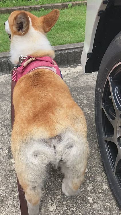 お家にも入りたくないみたいで、動きませーん🌀
困ったちゃんだ🤣🤣🤣