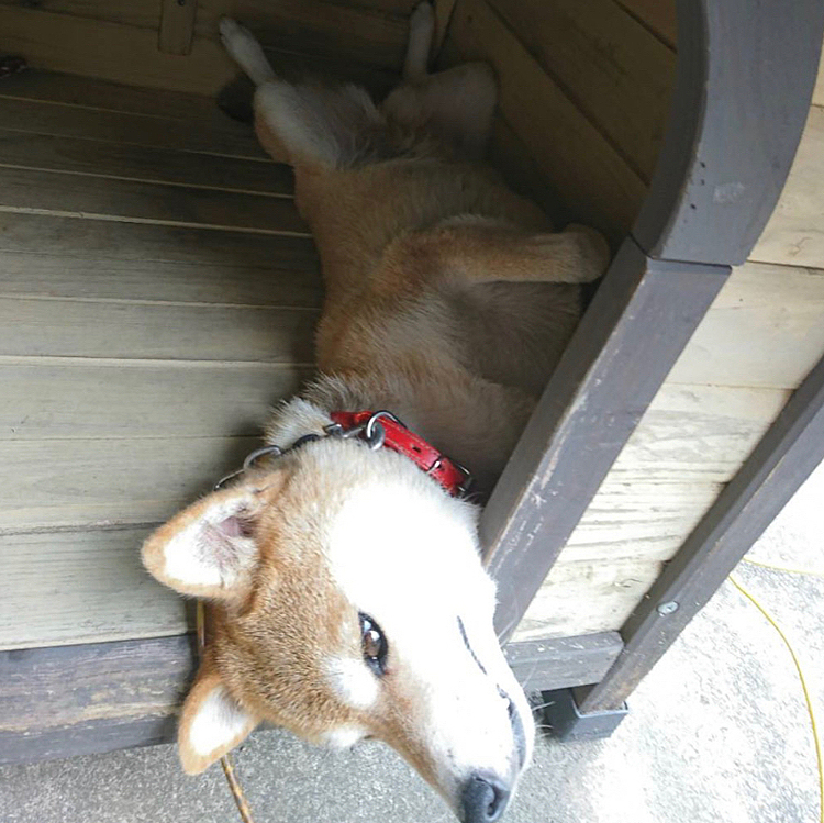 去年の夏のくうちゃん🐶

どういう格好よ笑