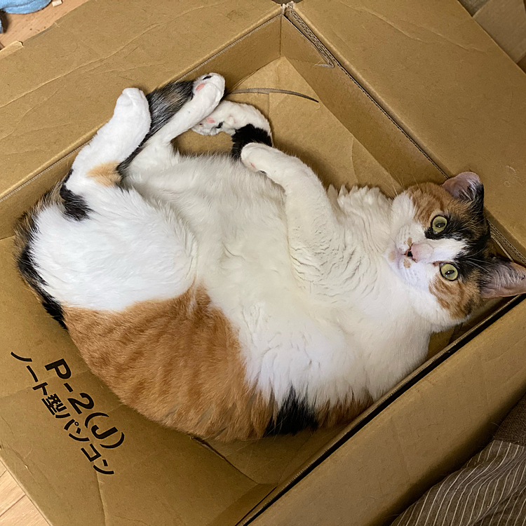 すっぽり。