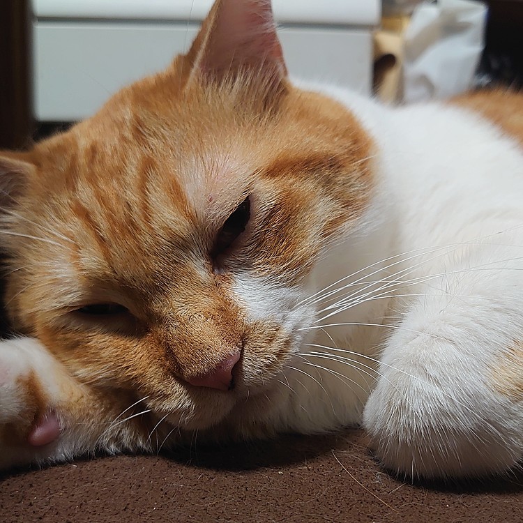 猫から寝子になる5秒前♫