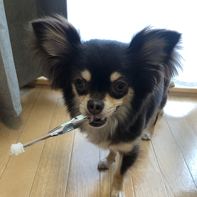 噛む場所違う🤣
おやつより、歯ブラシのが大事みたいで返してくれない。
