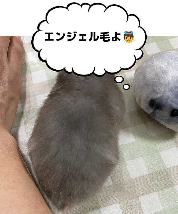 ココちゃんです🐹
腰の辺り左右に白い長い毛が生えてます。我家ではこれをエンジェル毛👼と呼んでます。長毛だけど女子なので部分的になるんです。