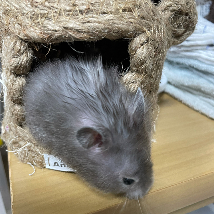 ハムちゅぐら‼️昨夜から設置してみました。