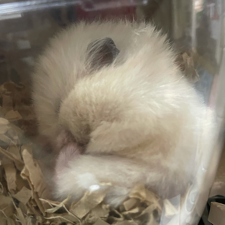 モモちゃん🐹…ひよこ🐣⁉️