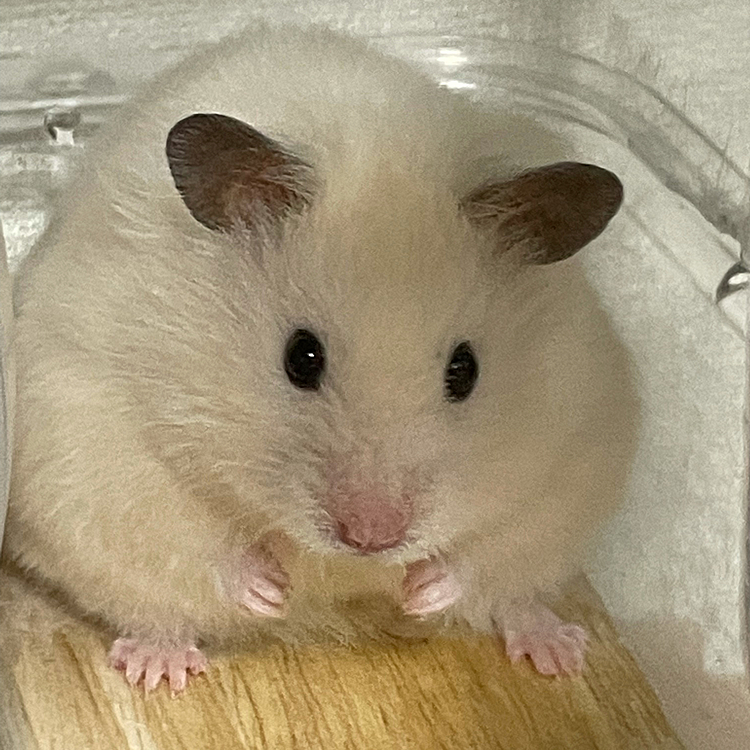 モモちゃん🐹…横綱⁉️
うちに来てから大きくなりました。
ビッグサイズに😊