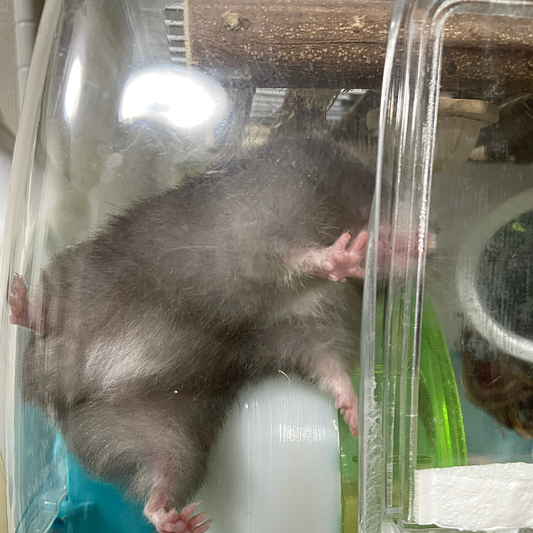 チンパンジー色のココちゃん🐹