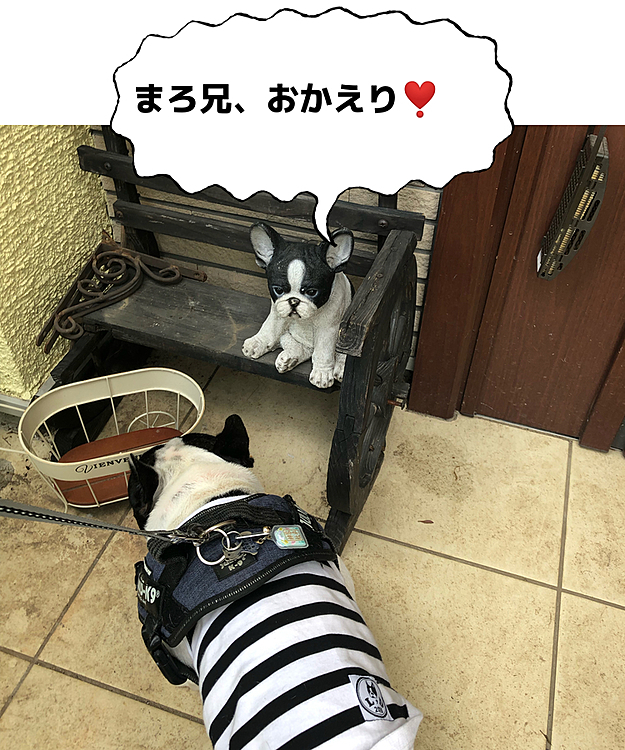 お散歩から帰って小まろにご挨拶😁