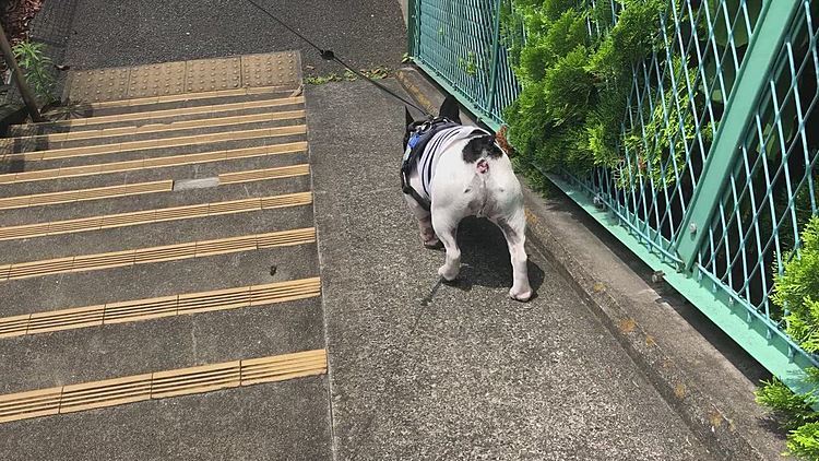 今度は郵便を出しに行きました。
封筒を持って出掛けようとすると、毎回 オレも行かなきゃダメでしょ😤 とハーネスのところに行きます😅
そして、家を出て郵便だよ!と言うと、ちゃんといつものお散歩コースとは逆の道へ向かうので分かってるんだなぁ と感心してしまいます😌