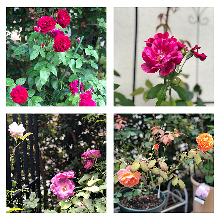 今日の薔薇🌹❗️
まだ咲いてます😁