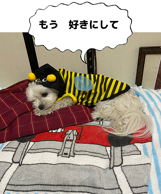 繰り返し着せ替え人形にされて呆れ返ってるココ