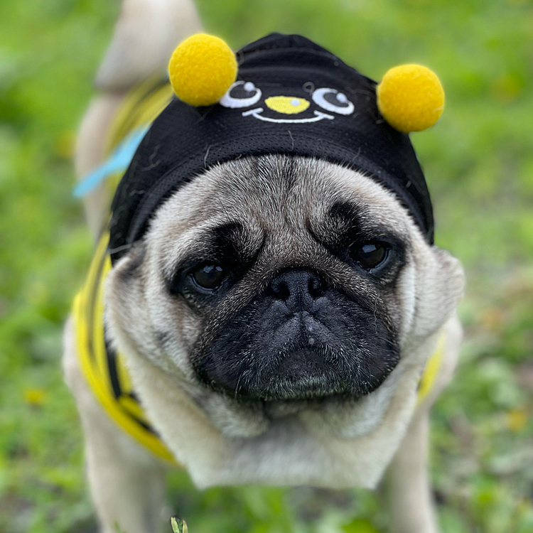 近くの児童公園にミツバチ🐝？スズメバチ🐝発生です🤣🤣🤣