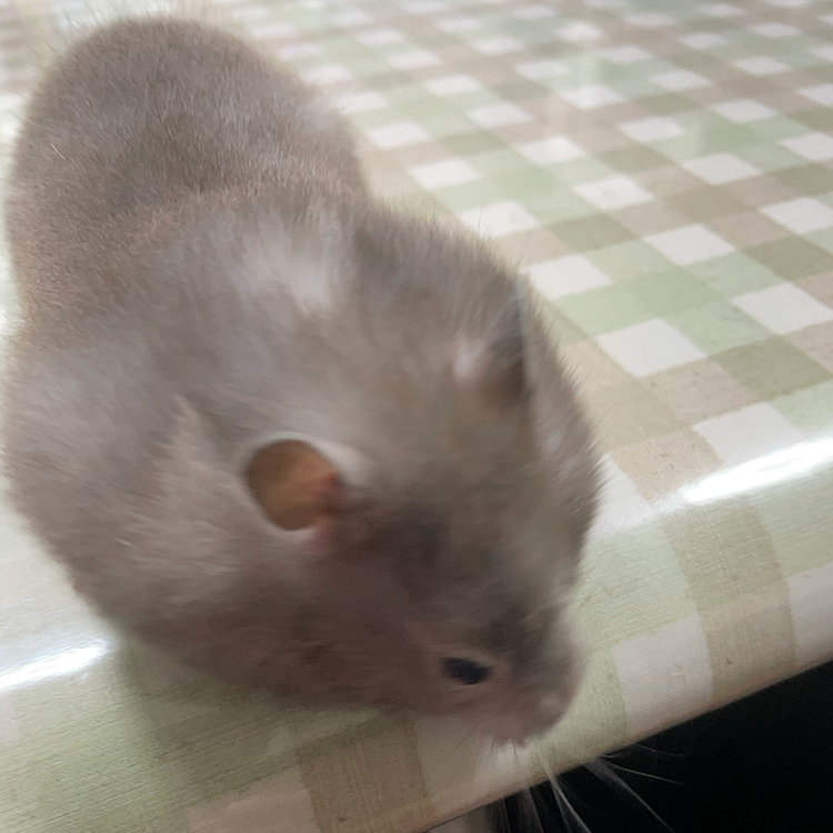 コココブラだ〜🐍
この後興奮気味で手をかじられた😰
いつもごはんほっぺに入れっぱなのよね💦