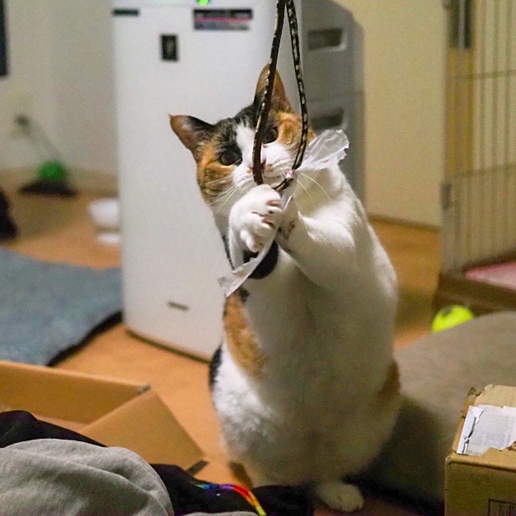 ナイスキャッチ