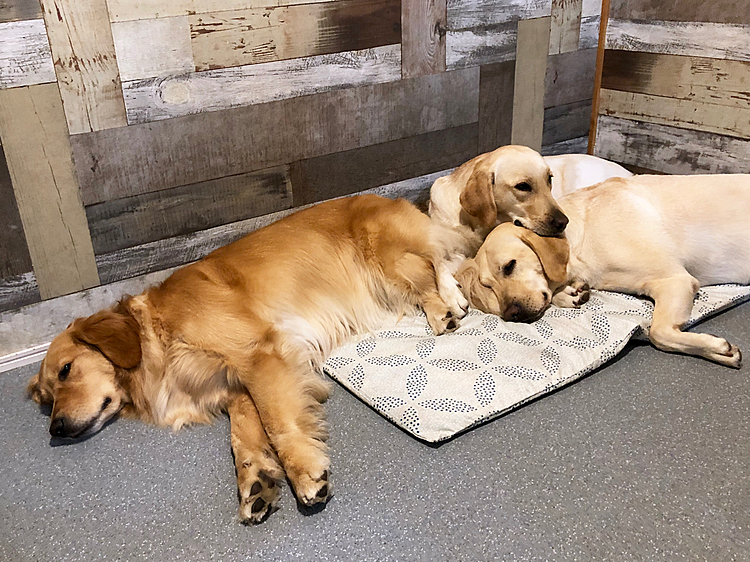 今夜も投入したゴロ寝布団。
どうやら気に入ってくれた様子のお三方🐶🐶🐶💕
