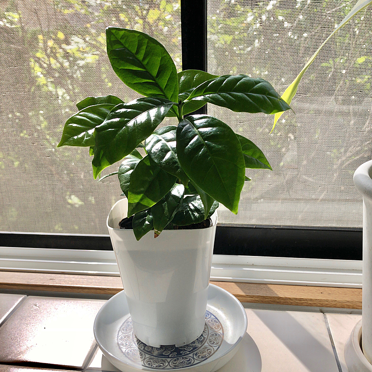 コーヒーの木、大きくなってます😃
コーヒーの木って、お日様の方向くのね😃
ひまわり🌻みたい😃
なので、反対向きに置きました😃
逆向くかな🤣🤣😱笑笑