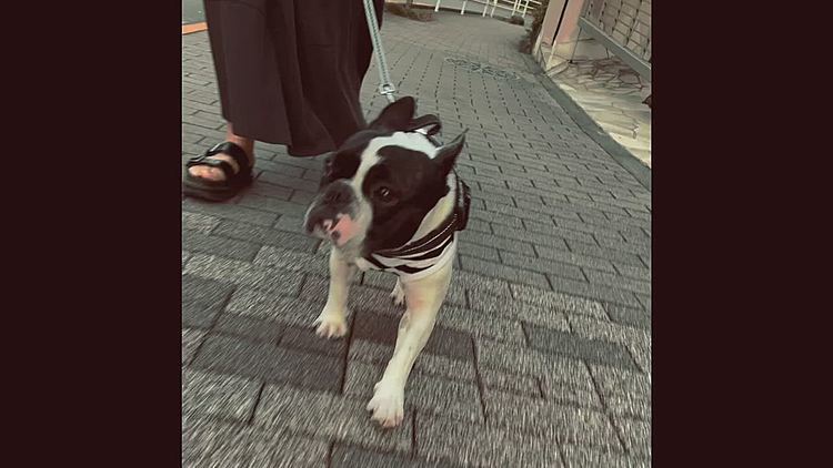 公園から帰ってきたら、娘に夕散歩に連れ出されました😆
