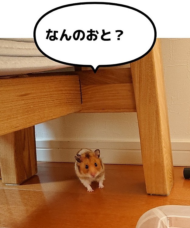部屋んぽ中のむーちゃん♥️
もっちゃんがゲージで騒いでいるのでちょっとフリーズしました🐹