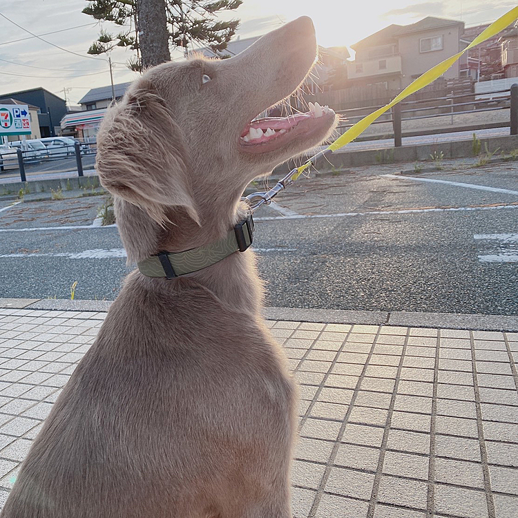 鼻から太陽