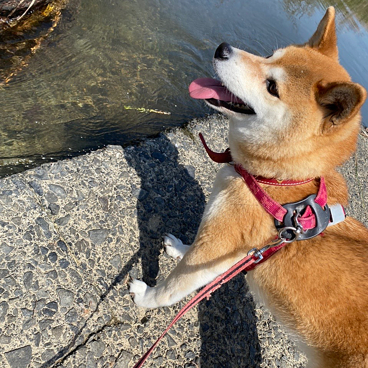 夏休み帰省してくうちゃんの散歩行きた〜い🚶‍♀️🐶