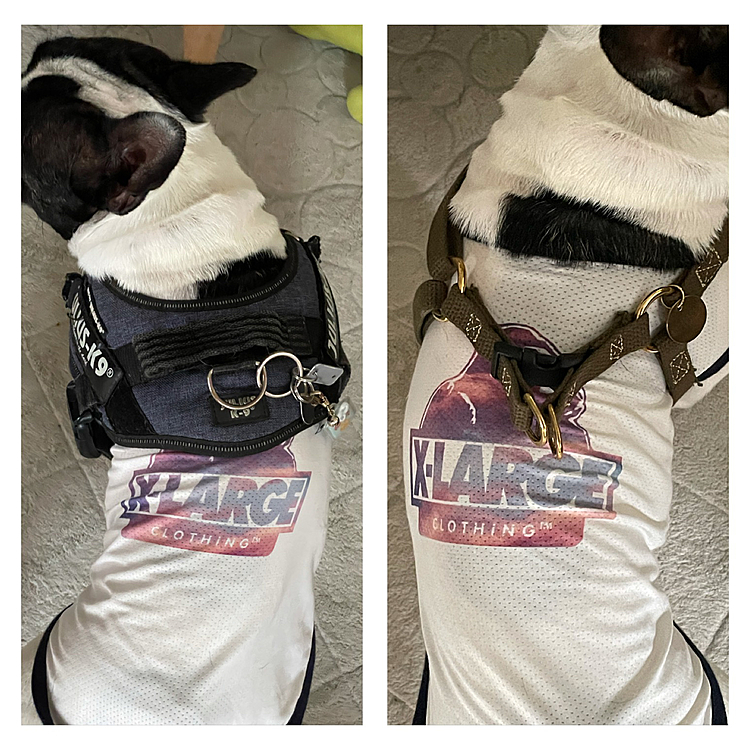 K9のハーネス良いのですが、夏は背中に熱がこもって暑いんじゃないかな？ ということでシンプルなハーネスを買いました😁

