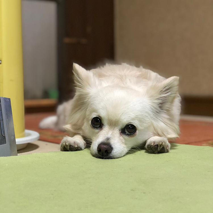 今朝の小雪🐶
お散歩まだですか❓