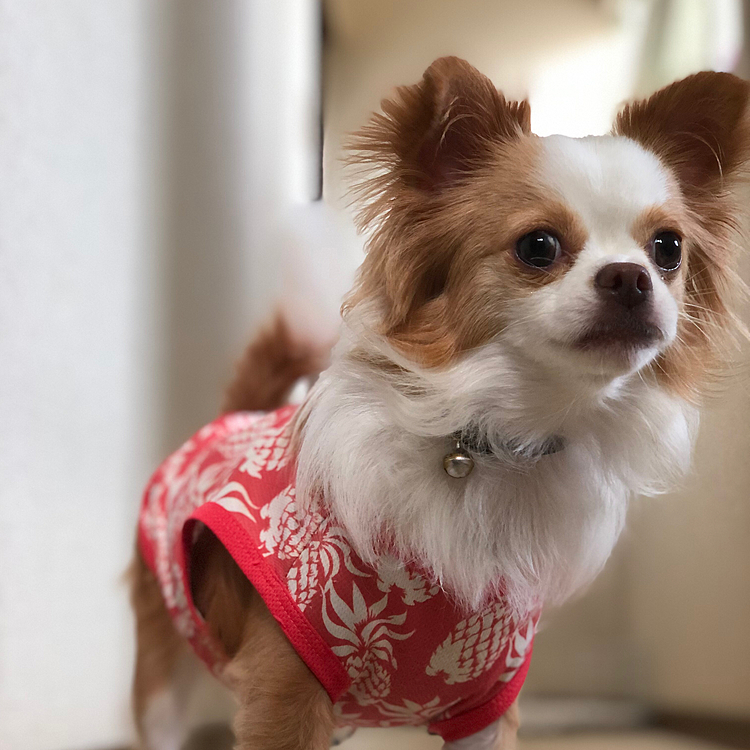 今朝の小春🐶
ボールまだですか❓