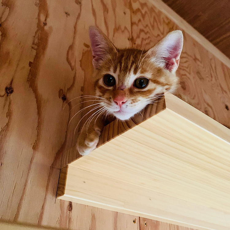 いっぱい遊んでね(=^ェ^=)