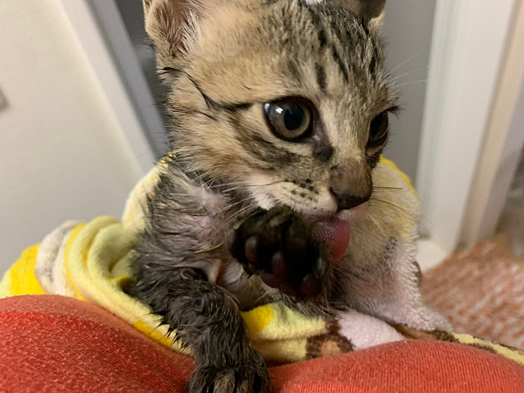 洗面所でお風呂デビュー(๑॔˃̶◡ ˂̶๑॓)
タオルドライで完全に乾くから短毛種凄い！