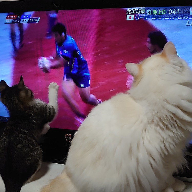ヘイ!パス!