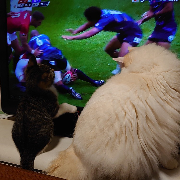 頼むからどけて(T_T)夜ふかししてまで見たい試合なんだから
