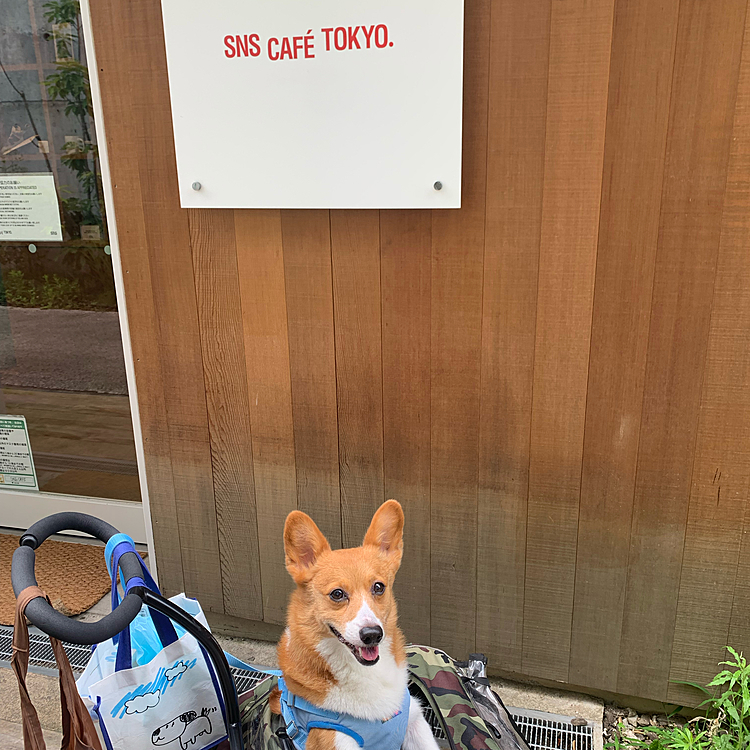 代官山に行きました☺️
最初はこのカフェに行ってみようと思いましたが、ちょっとおサレ過ぎてやめときました😅