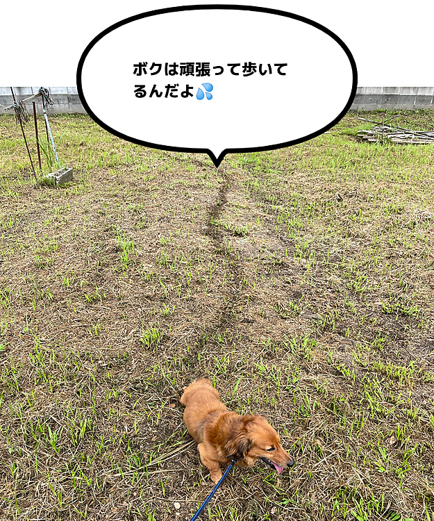 今朝のお散歩で､昨日夜に少し雨が降ったせいで草が少し濡れてる様で､ココﾁｬﾝの歩いた(這った?!)跡がクッキリ残ってます😅
もっとちゃんと足を使わせなきゃなぁ😓😓😓
