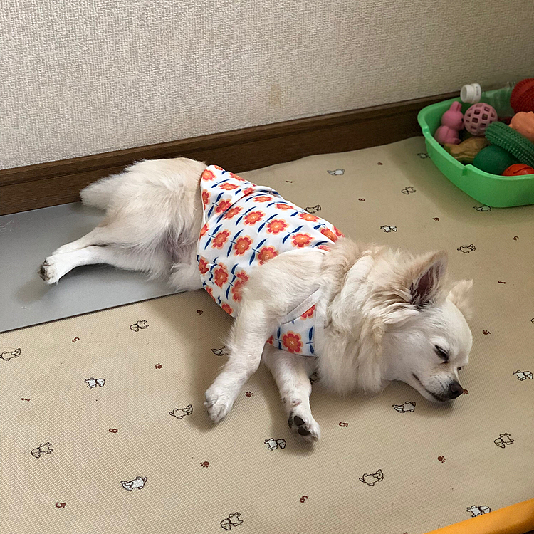 小雪、行き倒れ…時々、食い倒れ🎵