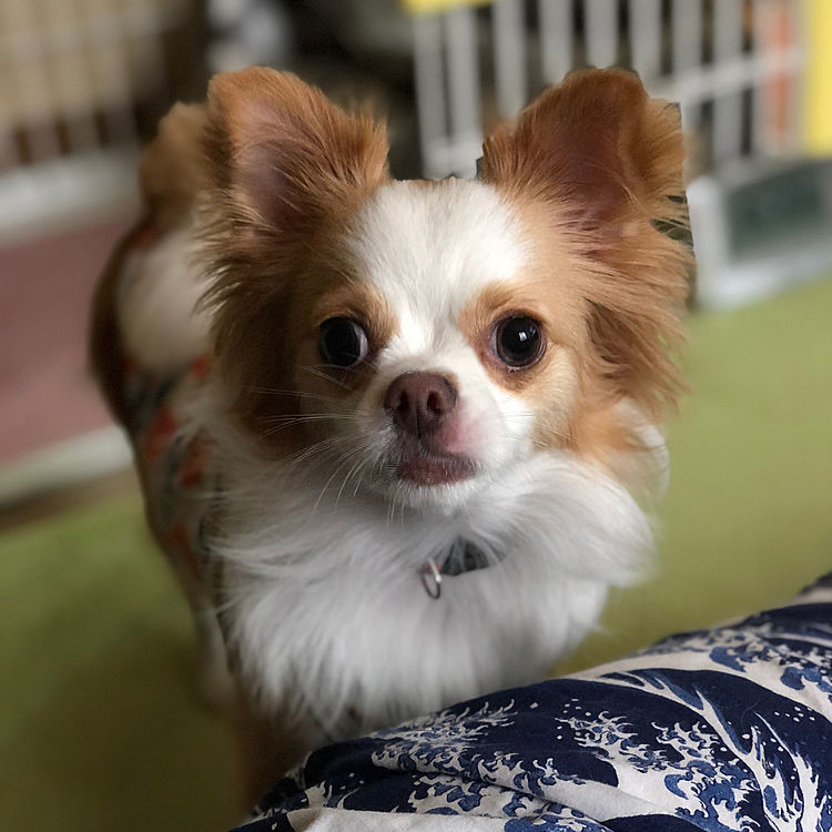 小春、いつになく真剣なお顔🐶
珍しいやん🤣