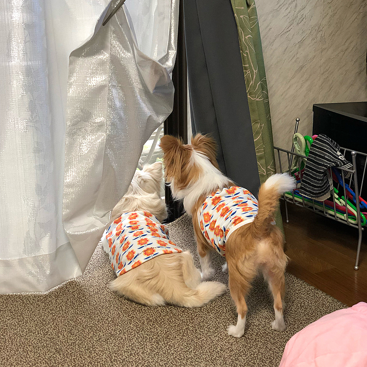 カーテンをペロッとめくって、お外見えるようにしたら…
小雪＆小春、一緒にお外見てたね🎵
仲良し姉妹に見えるね〜🤣
