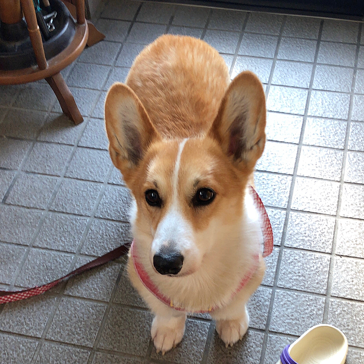 今朝。。😊
おかーたん、リード付けてくれたのはいーけど😃散歩に連れてってくれないのか?🌀
おかーたん、どこ行った?💦💦
ボクたん、準備万端なんだけどぉ?