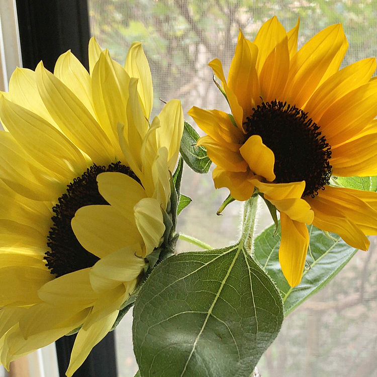 一昨日の誕生日、旦那がお花を買ってきてくれました🌻
今まで買ってきてくれたことない旦那が😃
ちょっと嬉しかったです😃
そして、色んな人からのお祝いコメントもらってありがたかったです❤️
ありがとうございました❤️