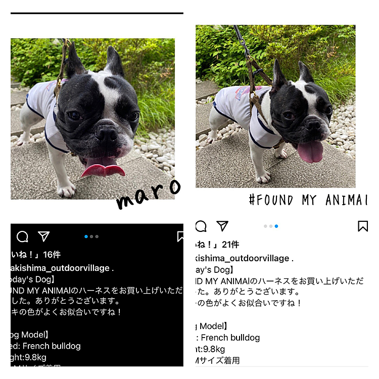 ハーネス買ったお店のインスタにアップされてました🤣
