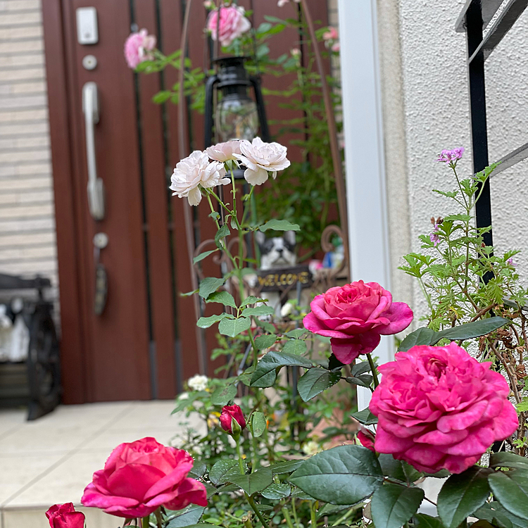 機種変したのですが、カメラ性能が上がってます❣️😆